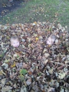 Our HUGE Leaf Pile